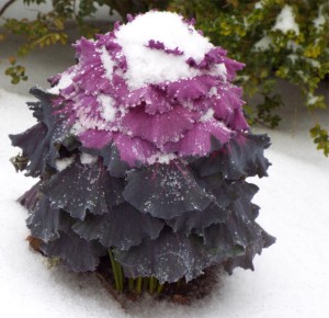 Purple Cabbage with snow- cropped