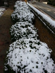 snowy bushes in a line