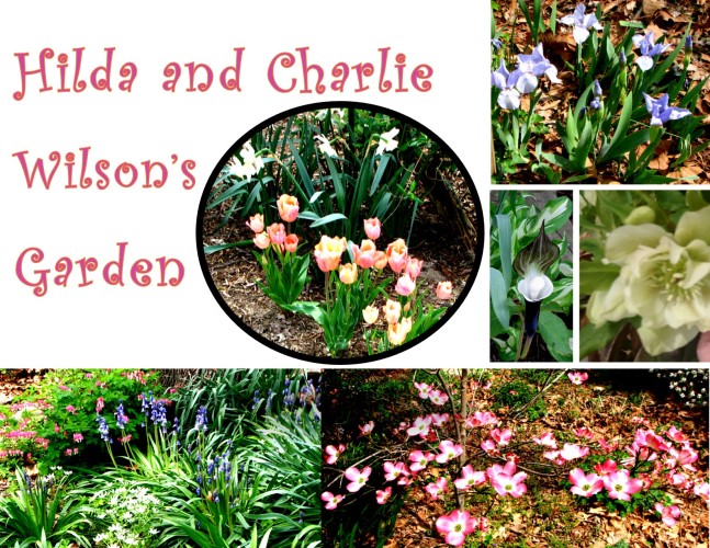Garden Photos- Hilda and Charlie Wilson