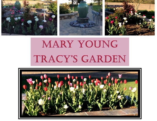 Garden Photos- Mary Young Tracy